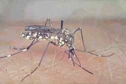 M�cke bei der Mahlzeit